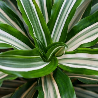 Dracaena Deremensis