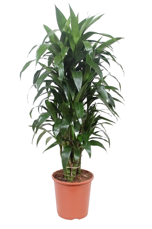 Dracaena Fragrans Craig’ Plants To Your Door