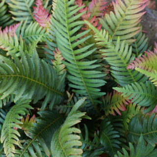 Dryopteris Erythrosora