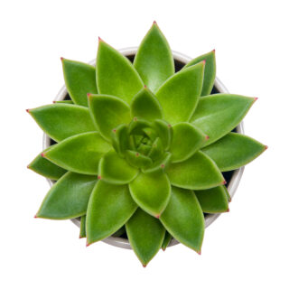 Echeveria Agavoides