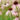 Echinacea Pallida