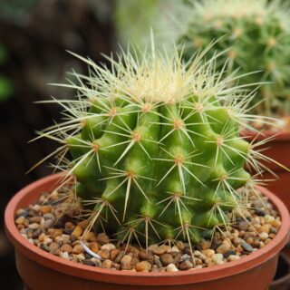 Echinocactus ‘Grusonii’