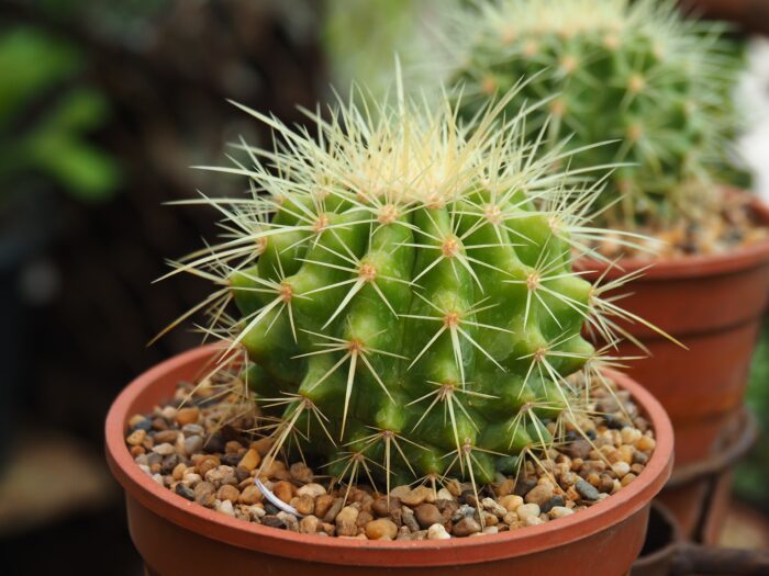 Echinocactus 'Grusonii'