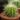 Echinocactus ‘Grusonii’