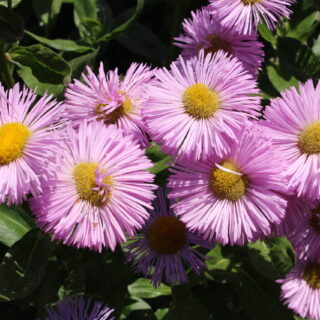 Erigeron ‘Rosa Juwel’