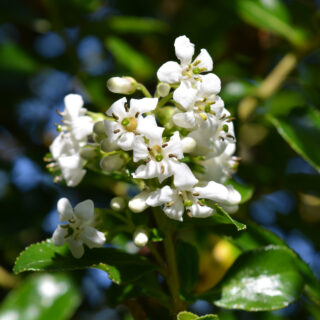 Escallonia ‘Iveyi’