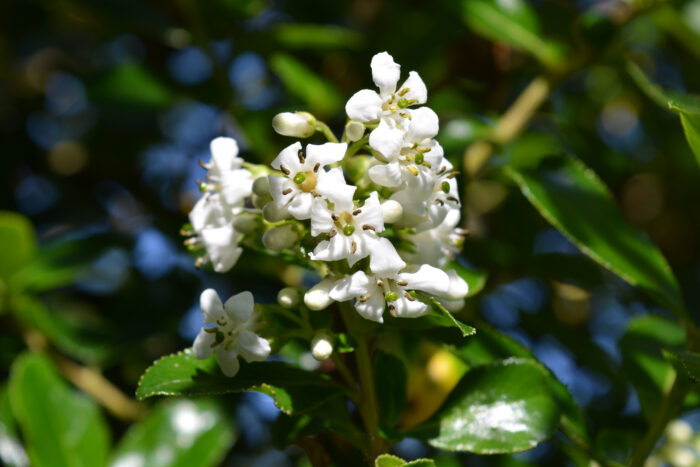 Escallonia 'Iveyi'