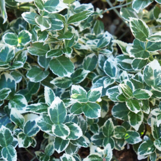 Euonymus Fortunei ‘Emerald Gaiety’