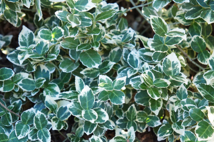 Euonymus Fortunei 'Emerald Gaiety'