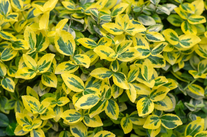 Euonymus Fortunei 'Emerald 'n' Gold'