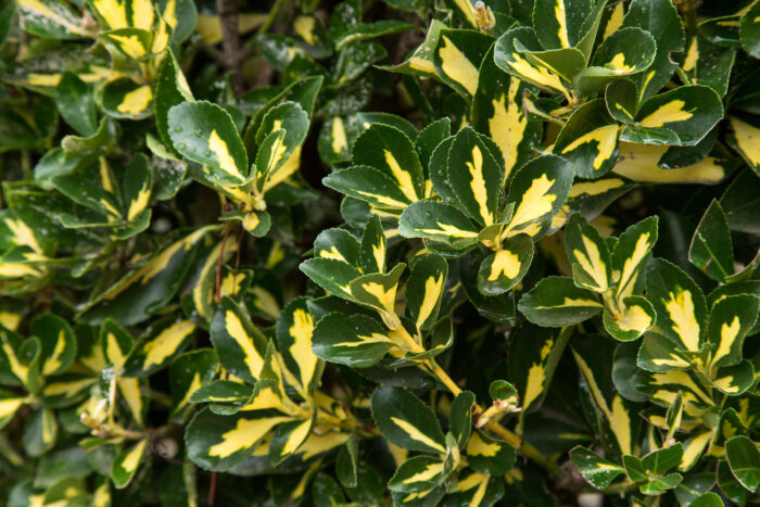 Euonymus Japonicus 'Aureus'