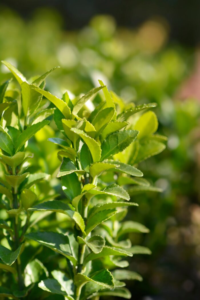 Euonymus Japonicus 'Green Spire'