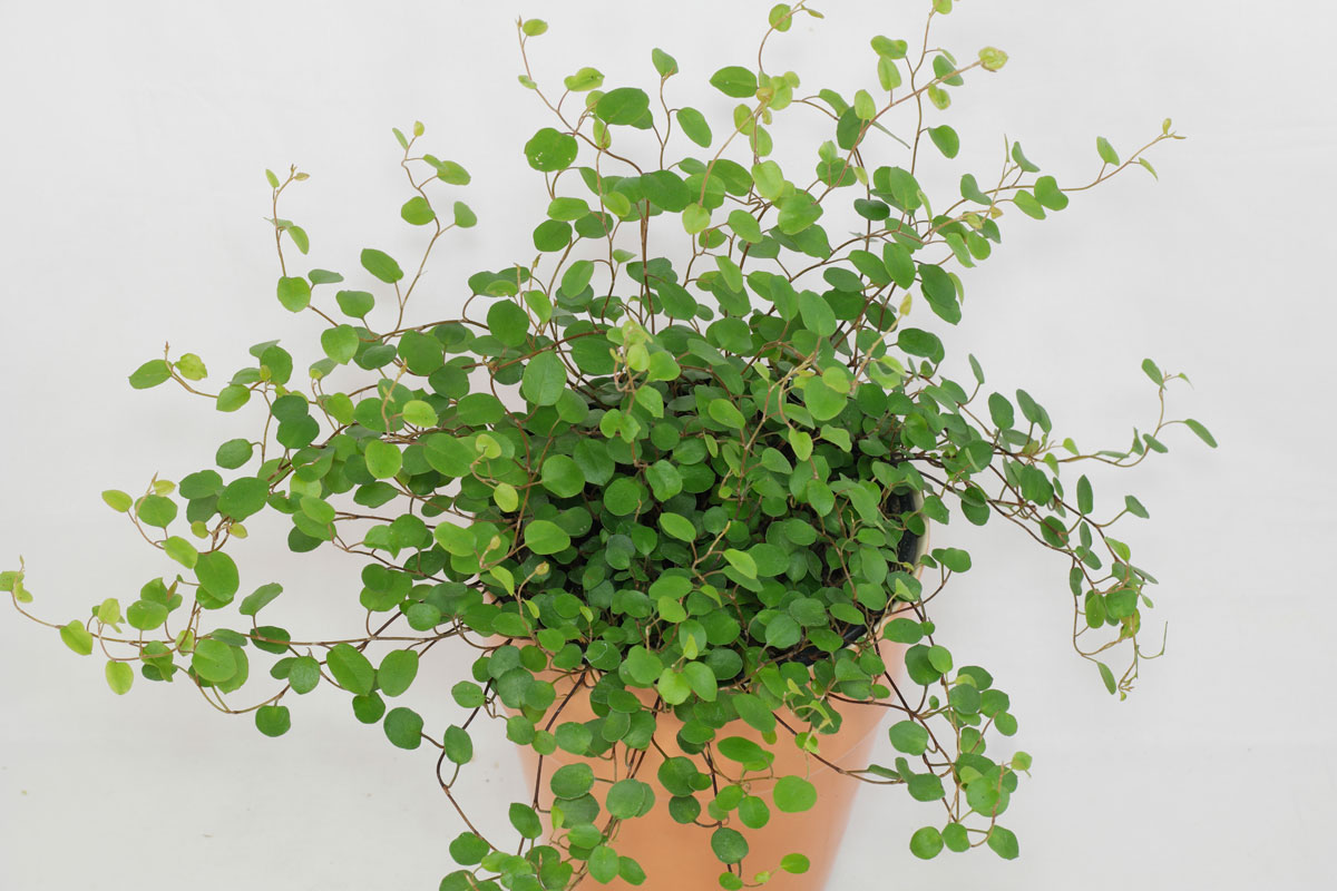 Muehlenbeckia Complexa Plants To Your Door