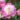 Paeonia Lactiflora – Bowl of Beauty2