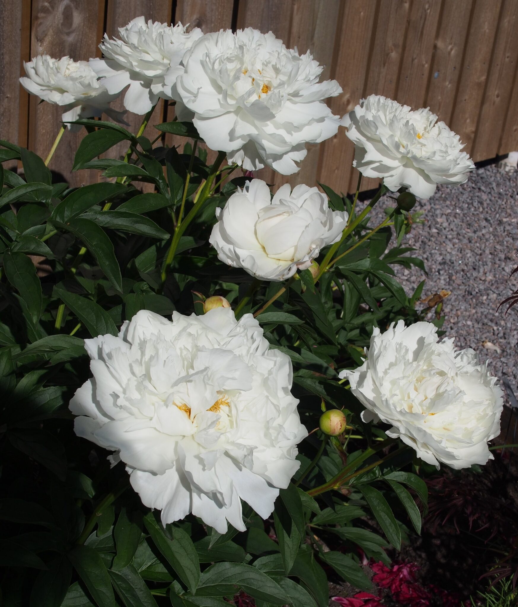 Paeonia White Plants To Your Door