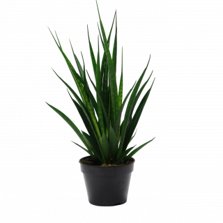 Sansevieria ‘Friends’