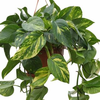 Scindapsus ‘Aureus’