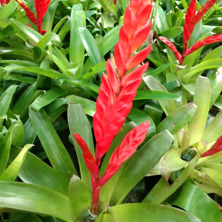Vriesea Splendens – Plants To Your Door