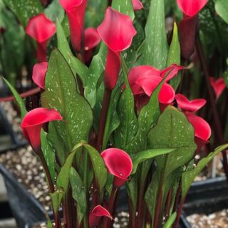 Zantedeschia Calla Carmin Red 2